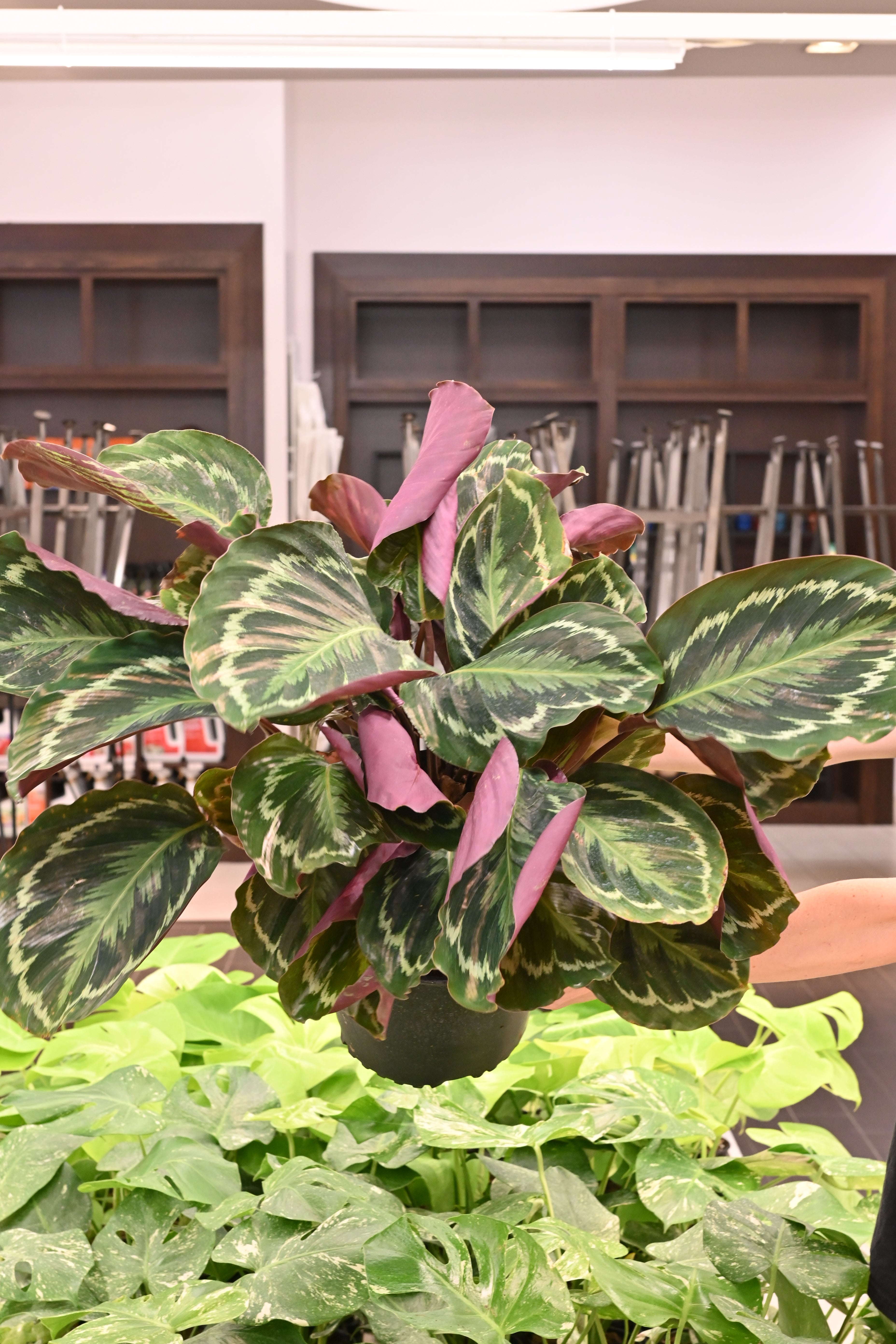 Calathea Medallion