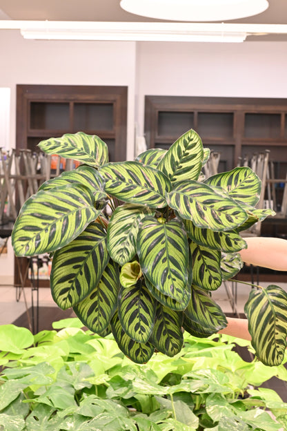 Calathea Makayona