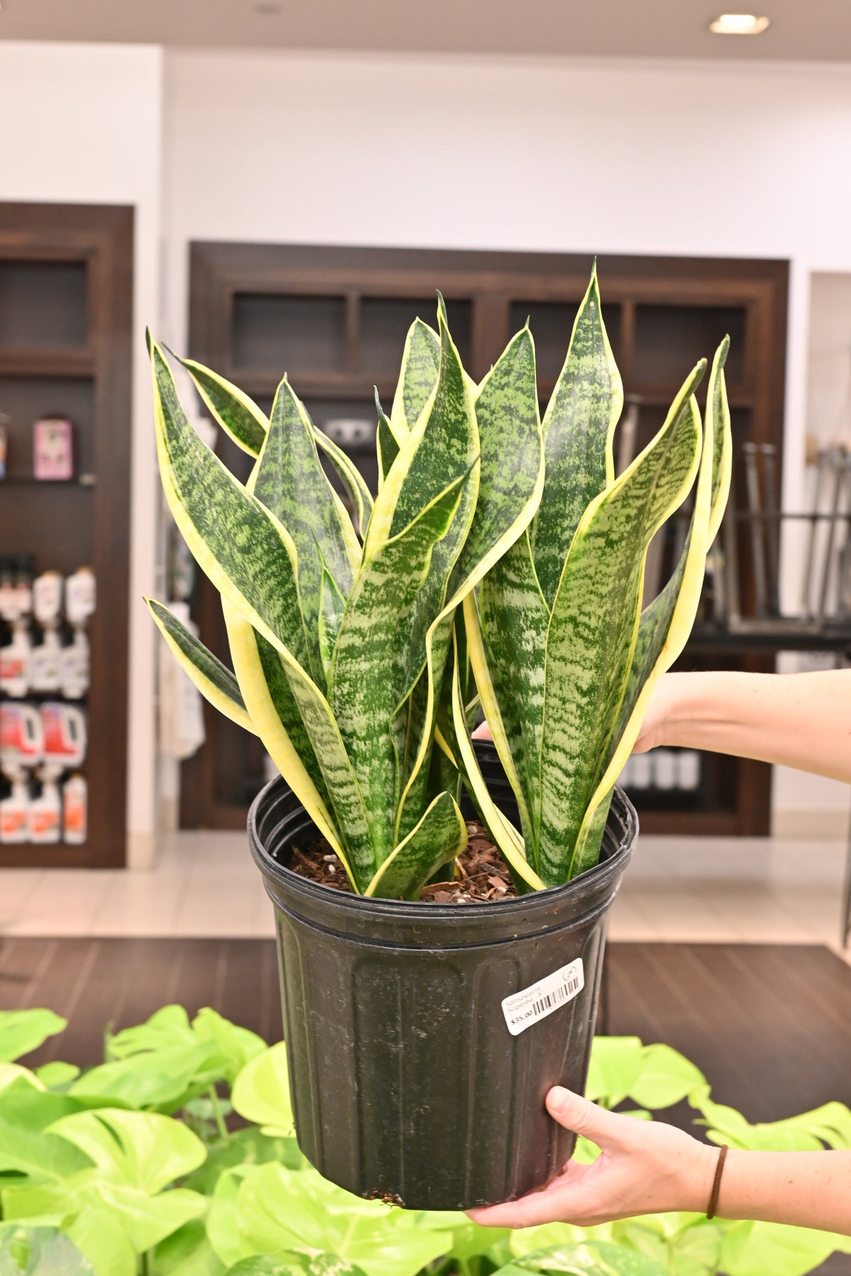 Sansevieria Superba