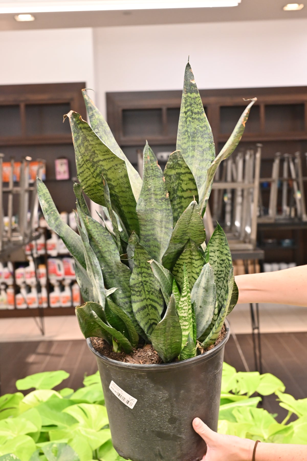 Sansevieria Robusta