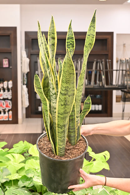 Sansevieria Laurentii