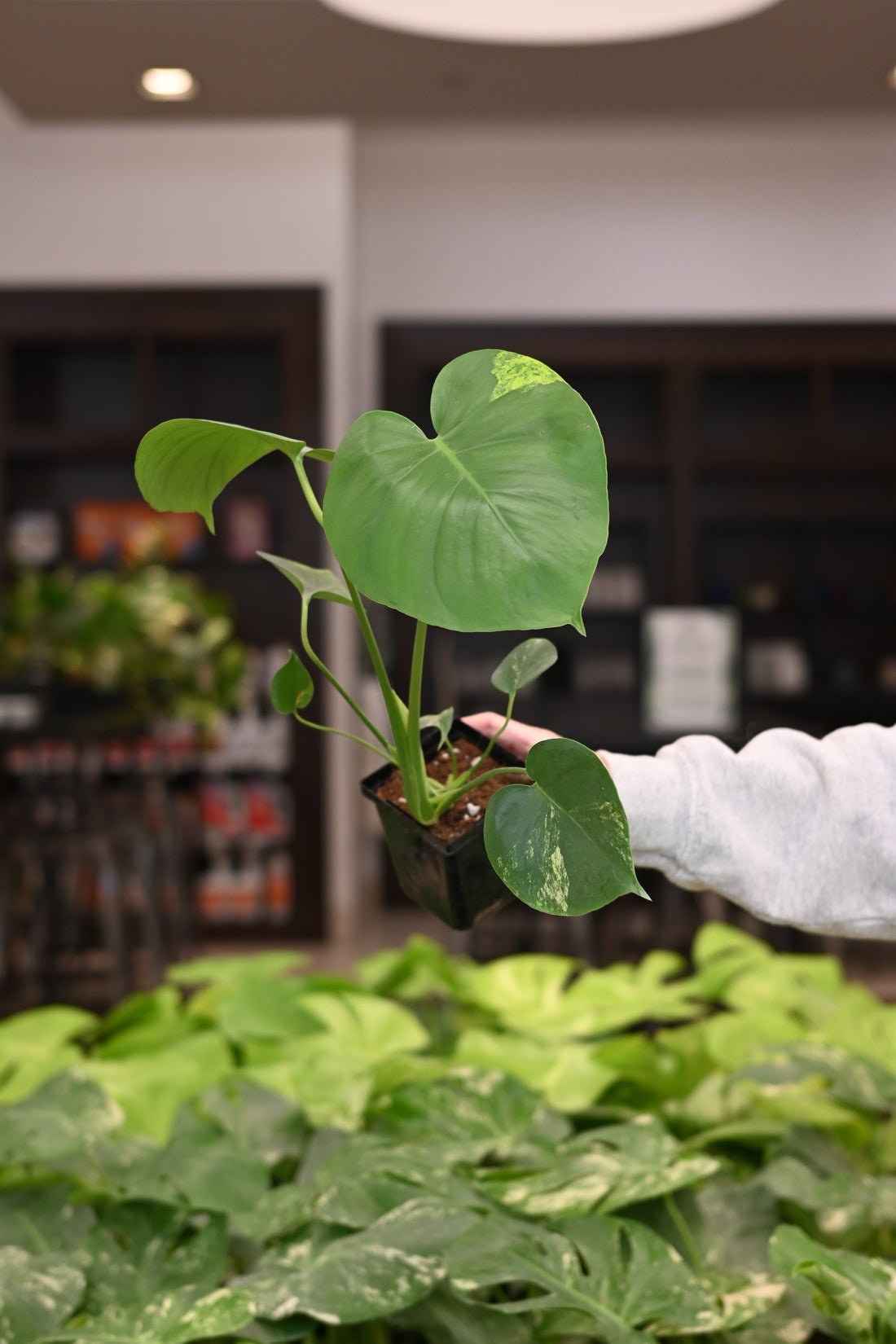 Purge: Monstera Marilyn  (low color)