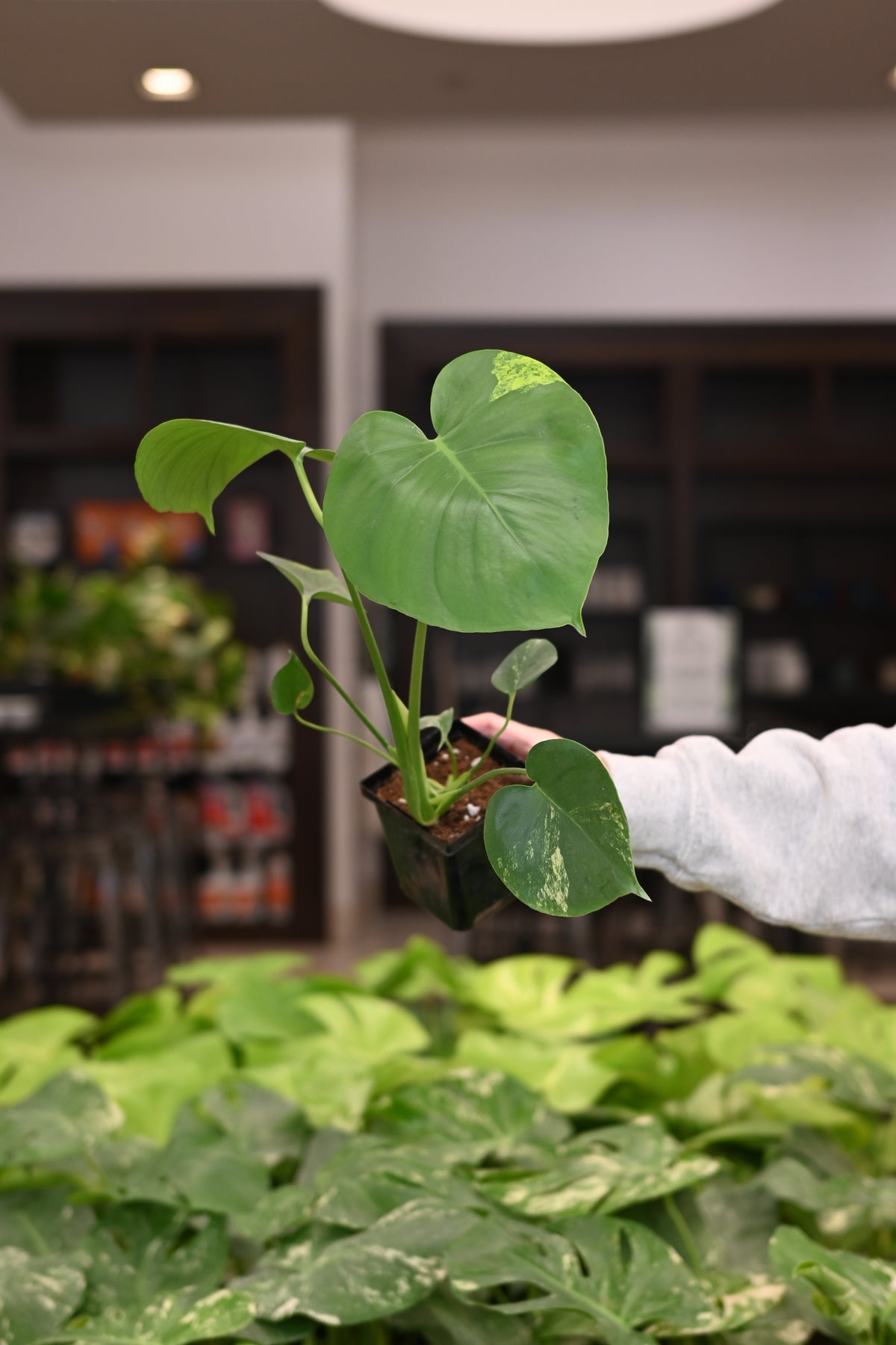Purge: Monstera Marilyn  (low color)