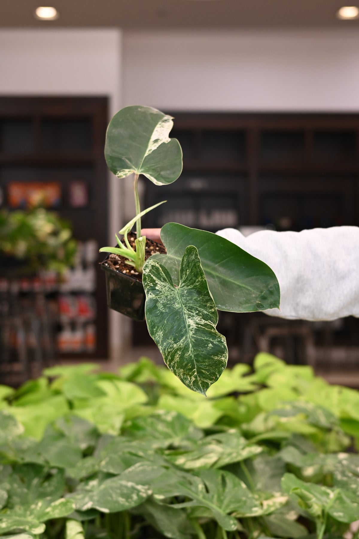 Purge: Philodendron Emerald Ice (low color)