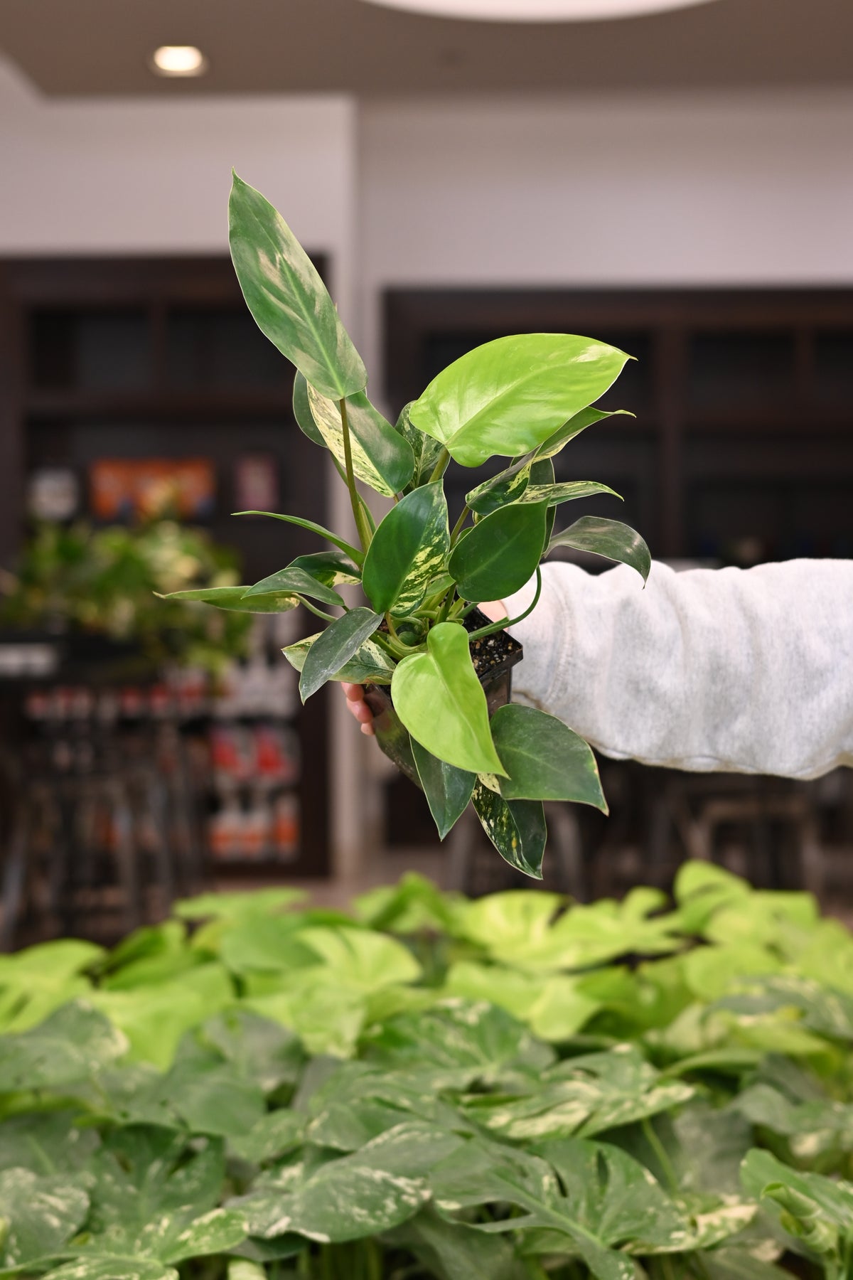 Purge: Philodendron Emerald King (low color)