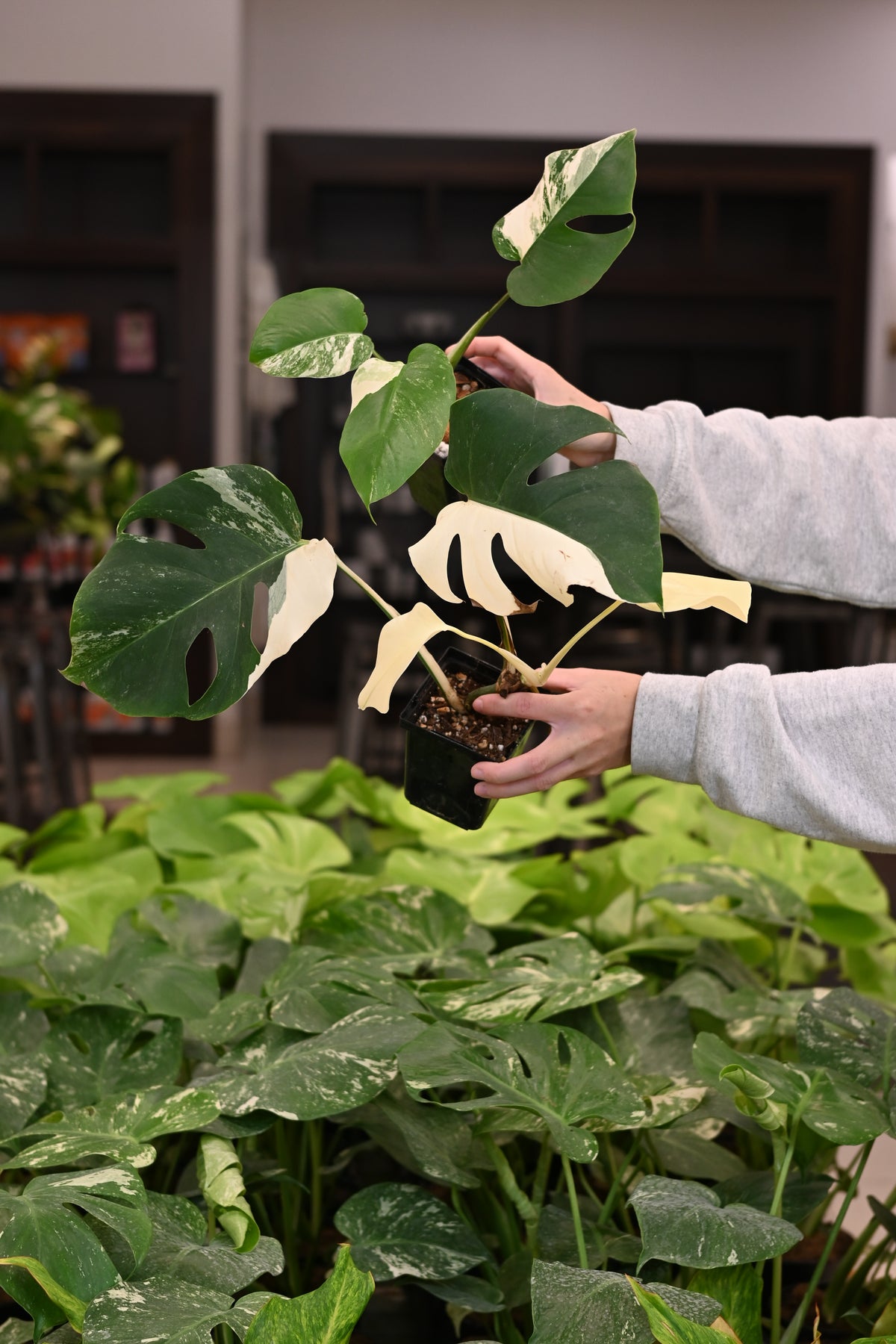 Purge: Monstera Albo