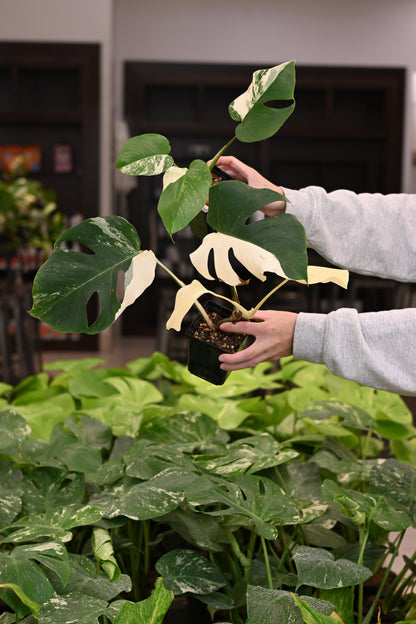 Purge: Monstera Albo