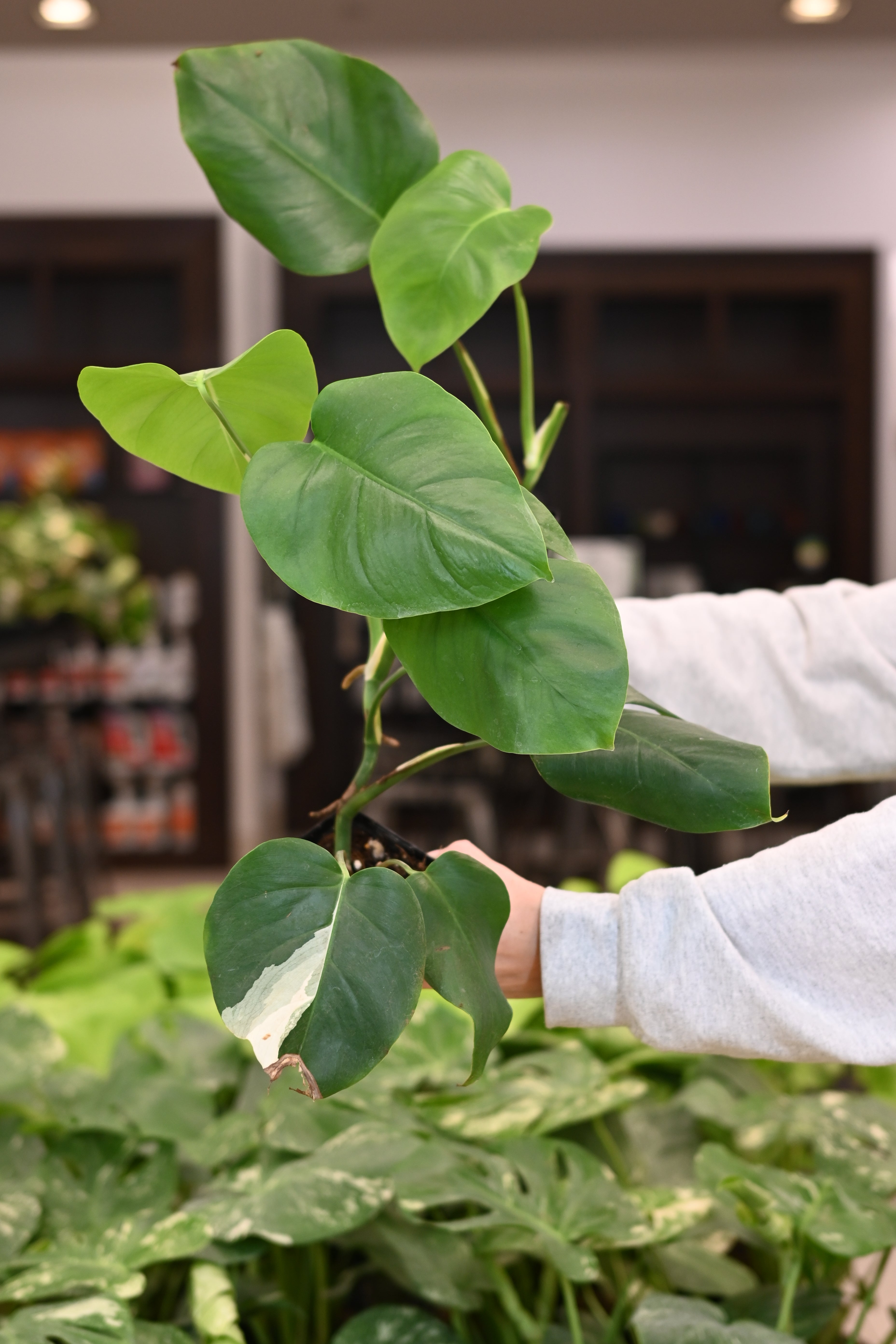 Purge: Monstera Albo
