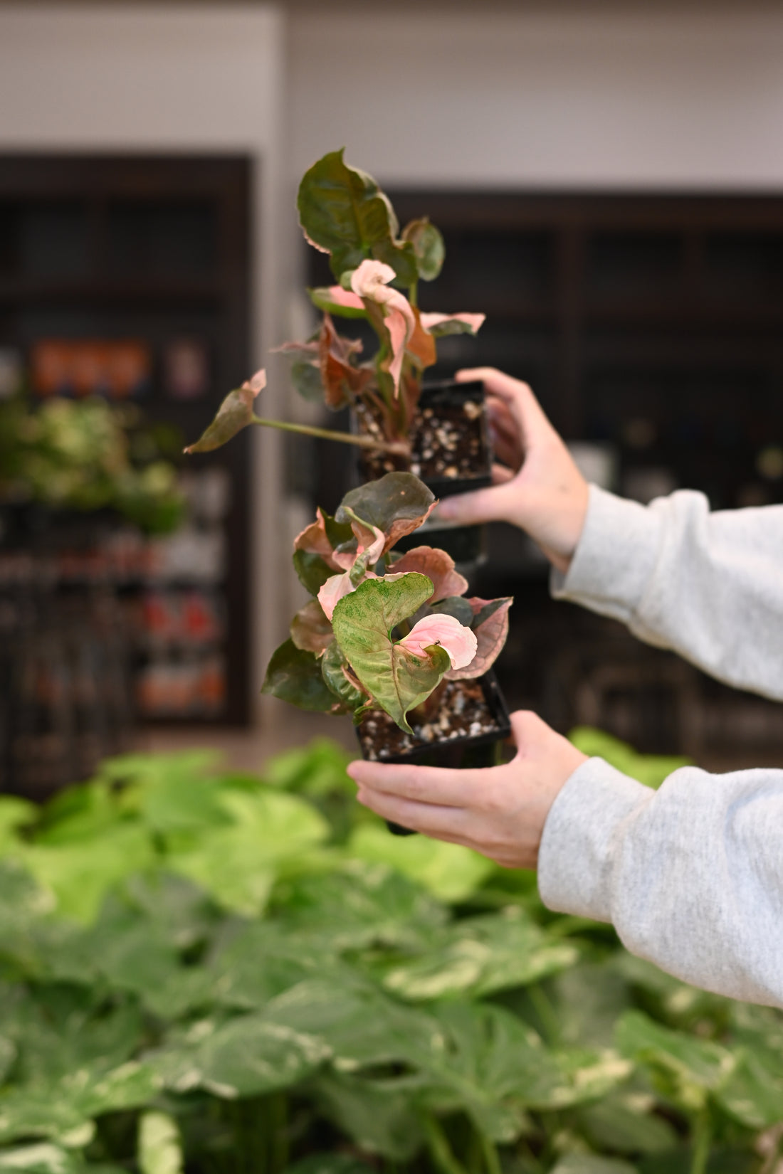 Syngonium Strawberry Ice