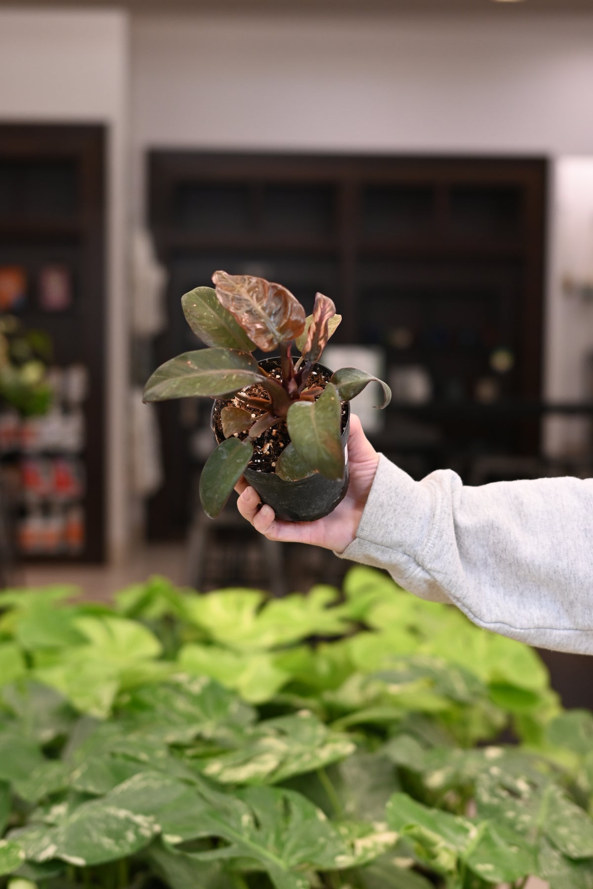 Purge: Philodendron Black Cardinal &