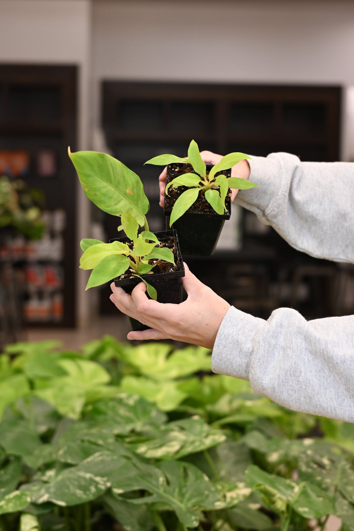 Purge: Philodendron Thai Sunrise 4"