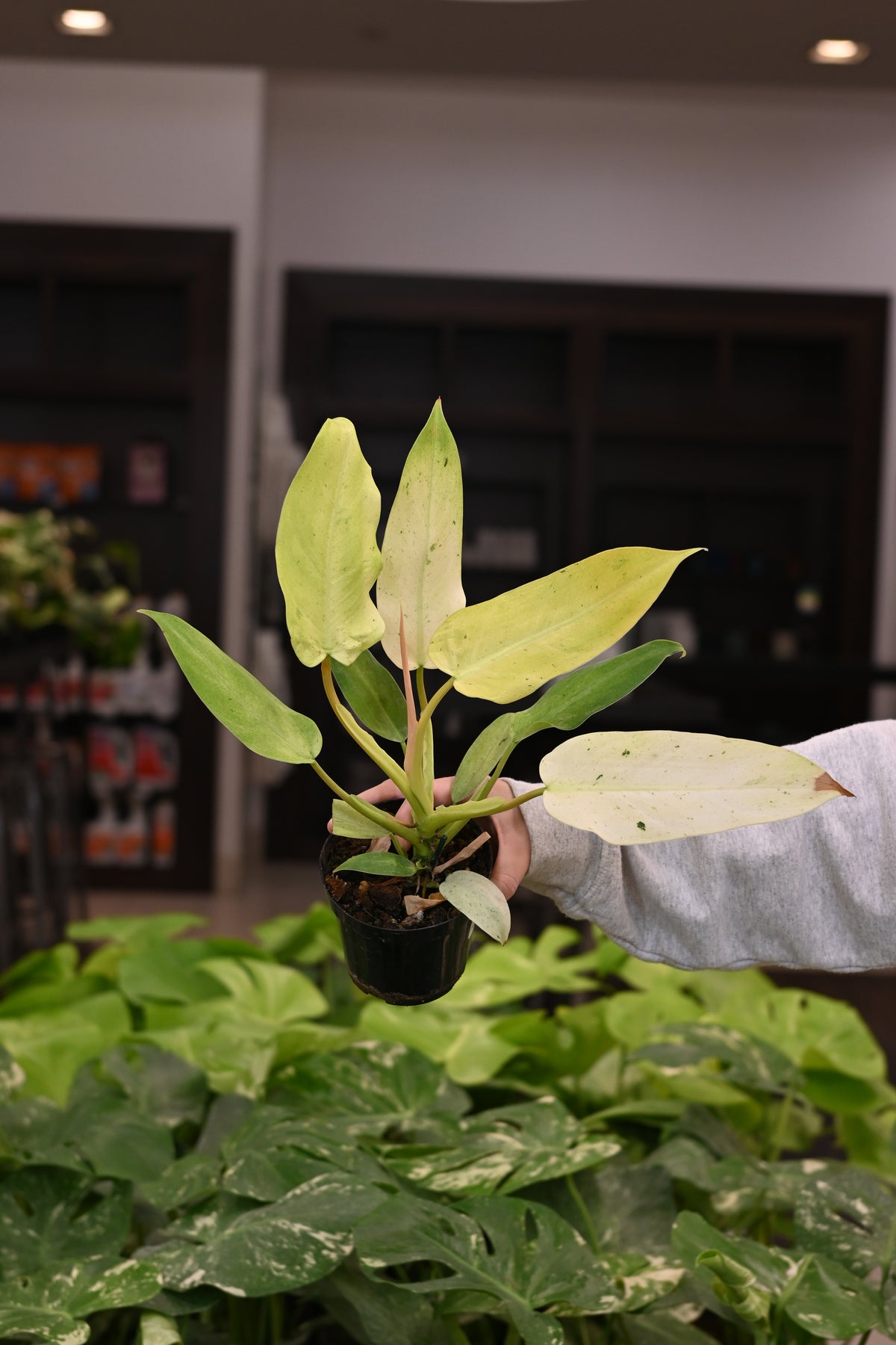 Philodendron Whipple Way
