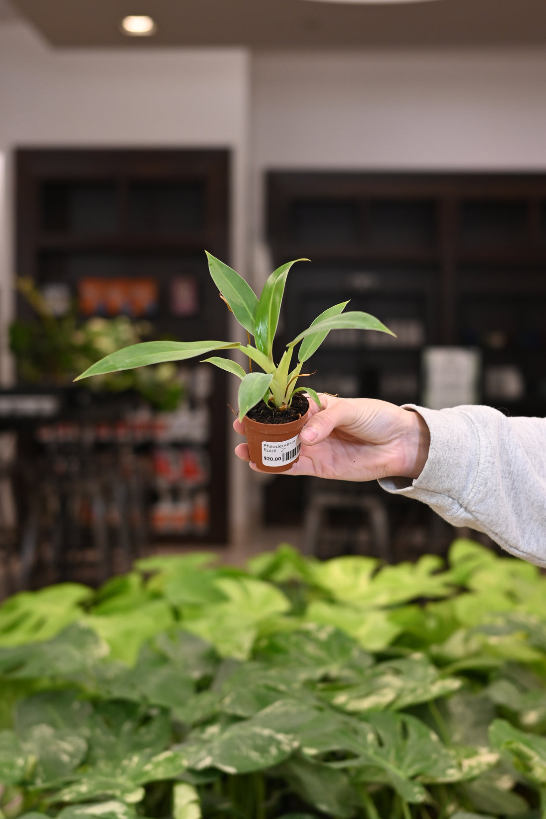 Philodendron Ruizii