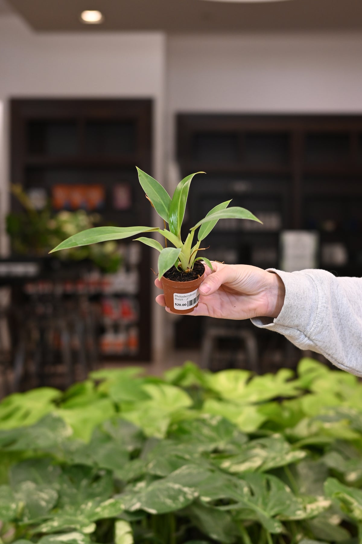 Philodendron Ruizii