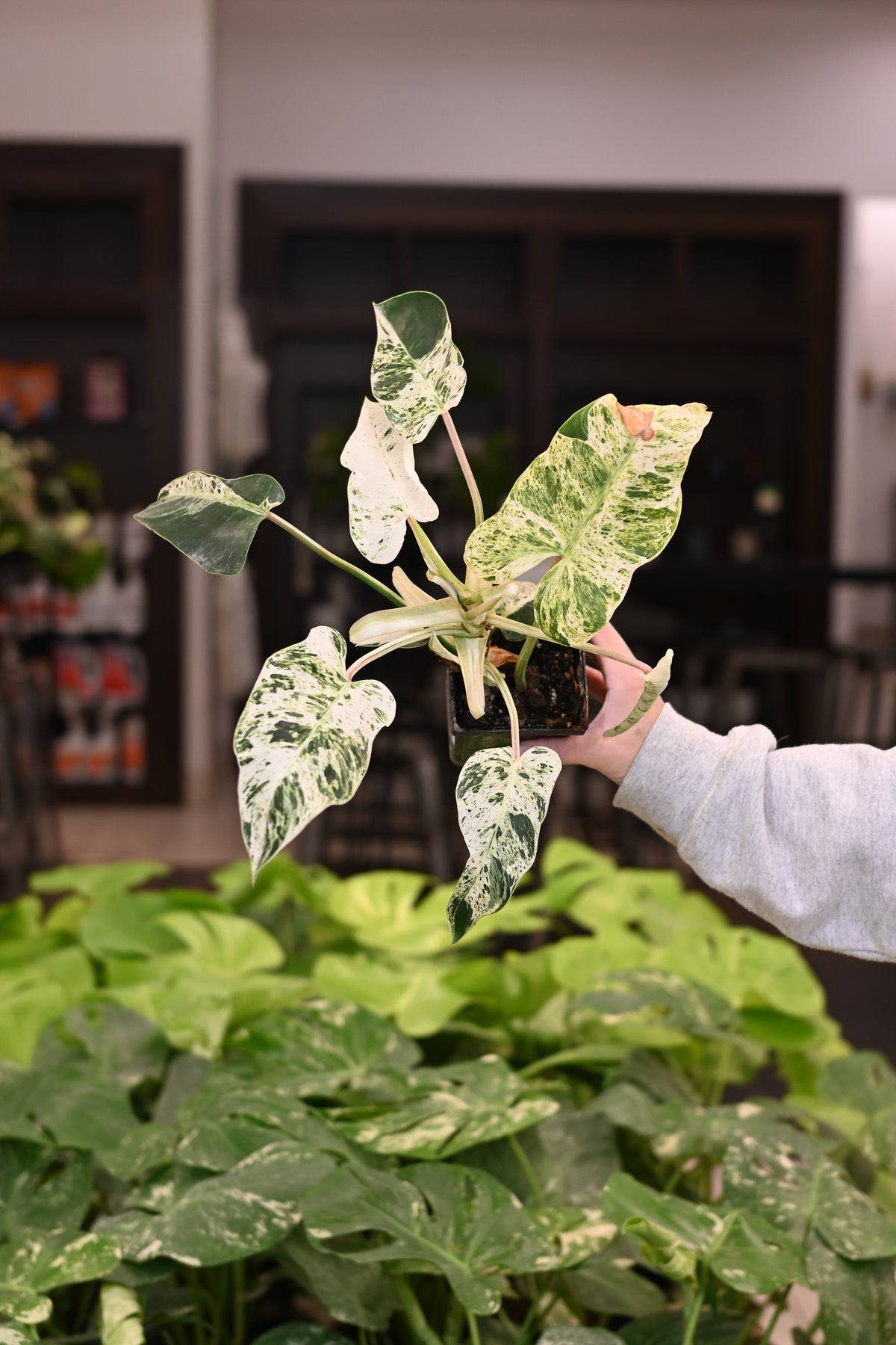 Philodendron Emerald Ice
