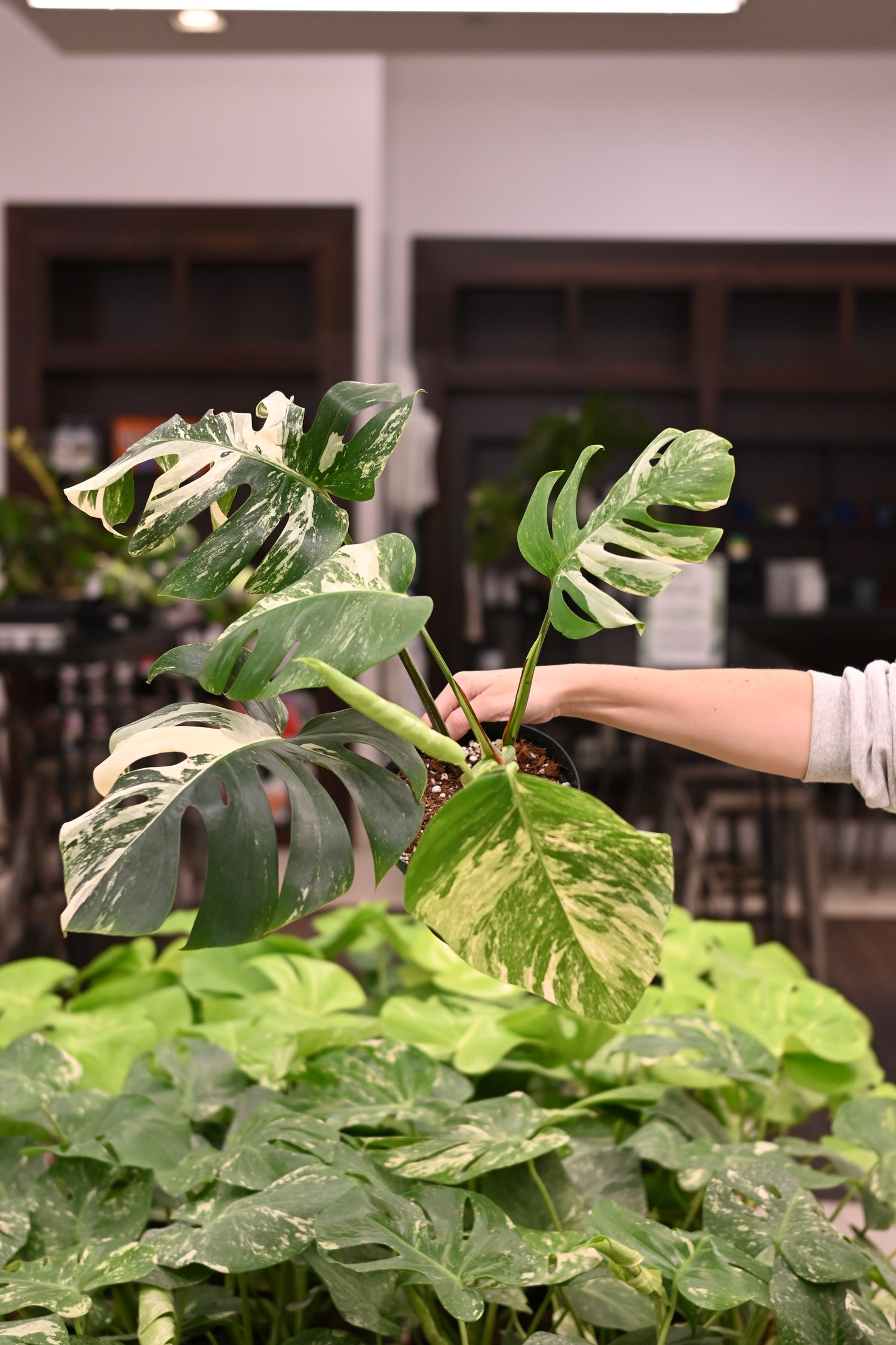 Purge: Monstera Albo