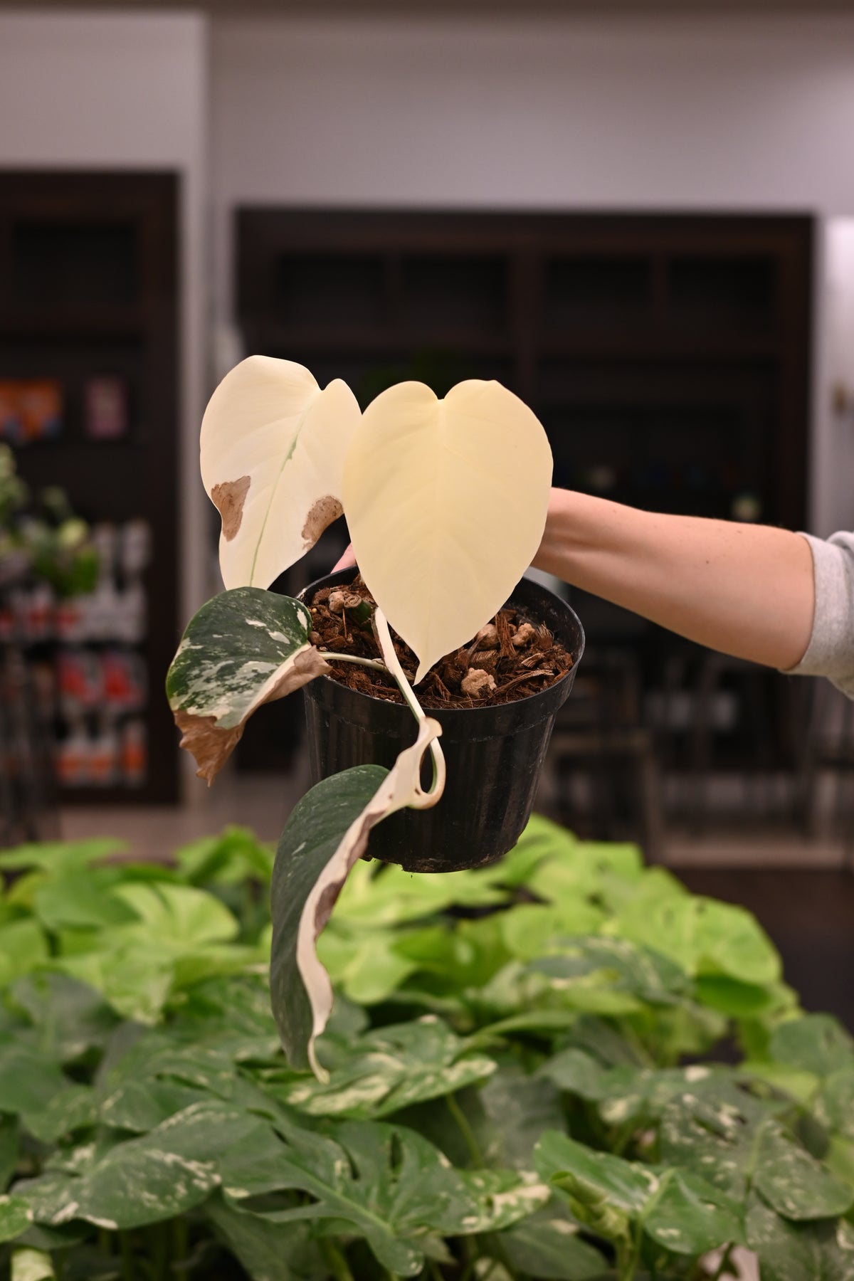Purge: Monstera Albo