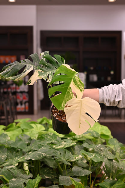 Purge: Monstera Albo