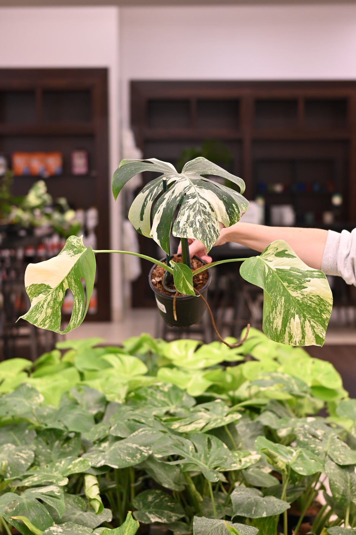 Purge: Monstera Albo