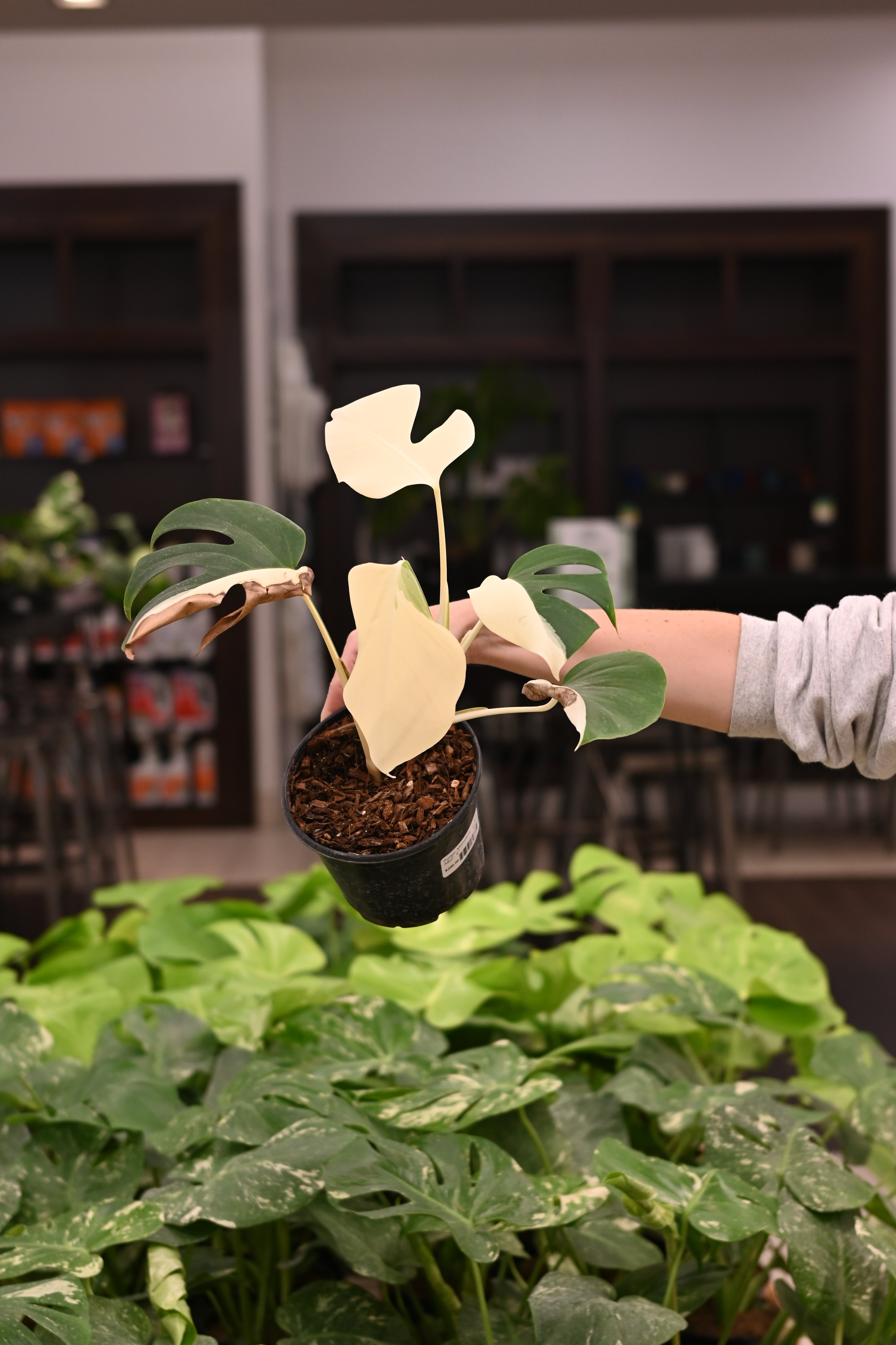 Purge: Monstera Albo