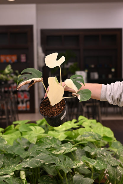 Purge: Monstera Albo