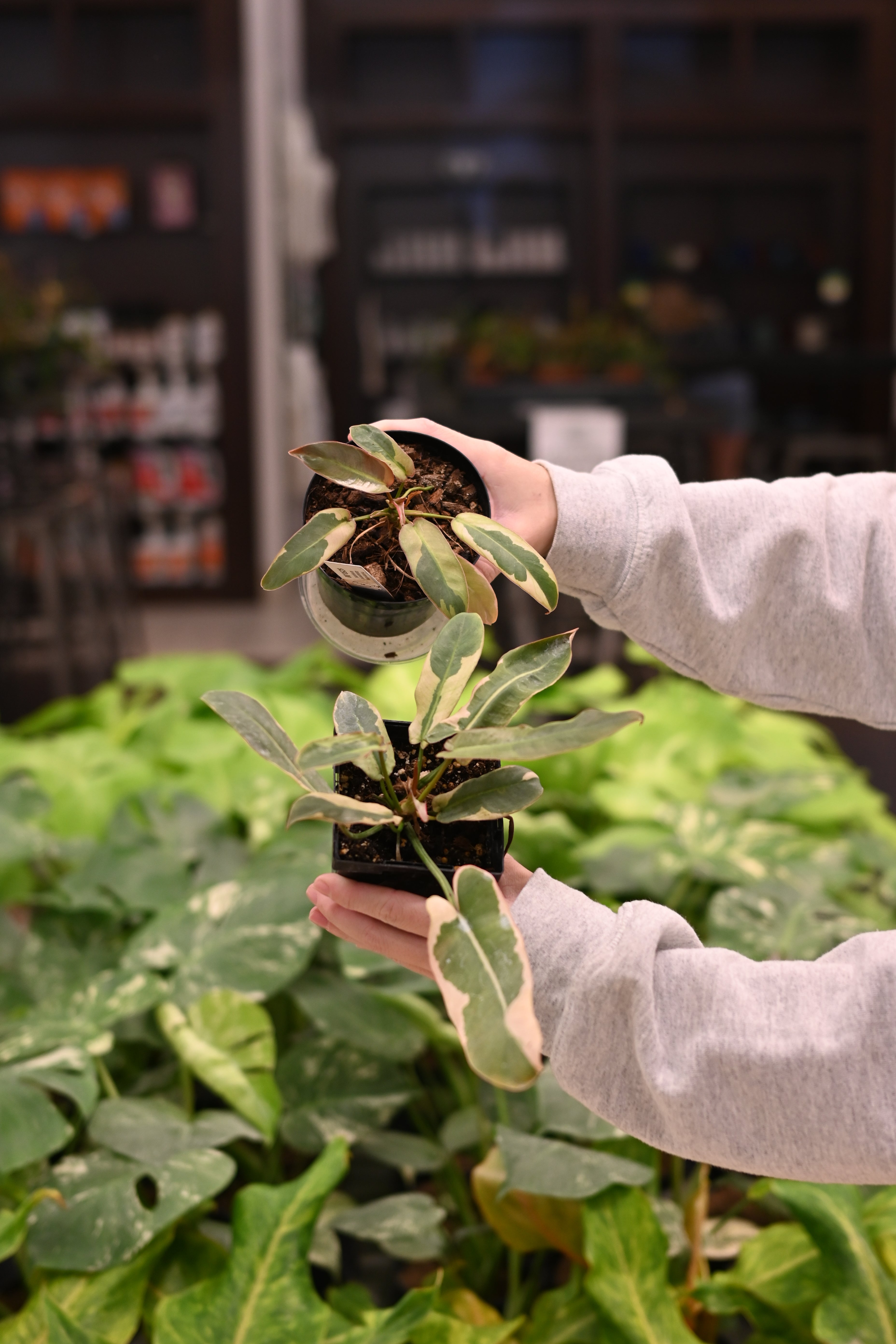 Philodendron Atabapoense Variegated – Lost in the Forrest