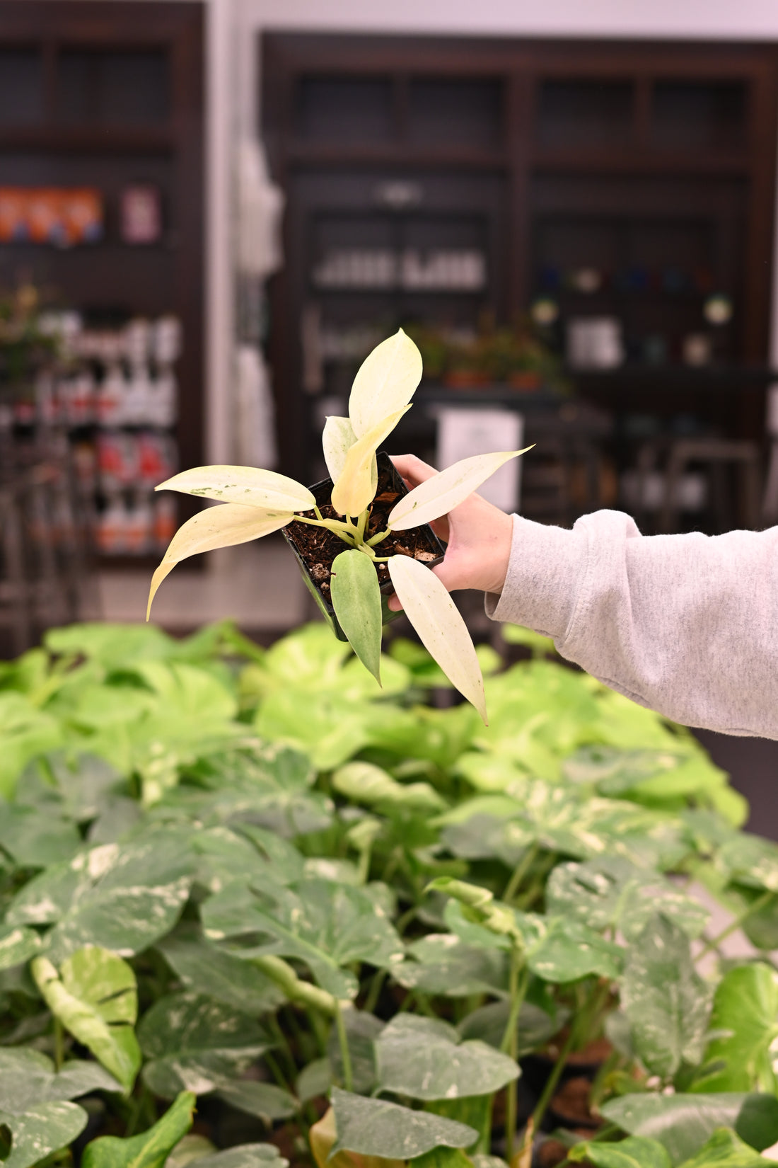 Philodendron Whipple Way
