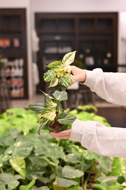 Philodendron Gloriosum Variegated