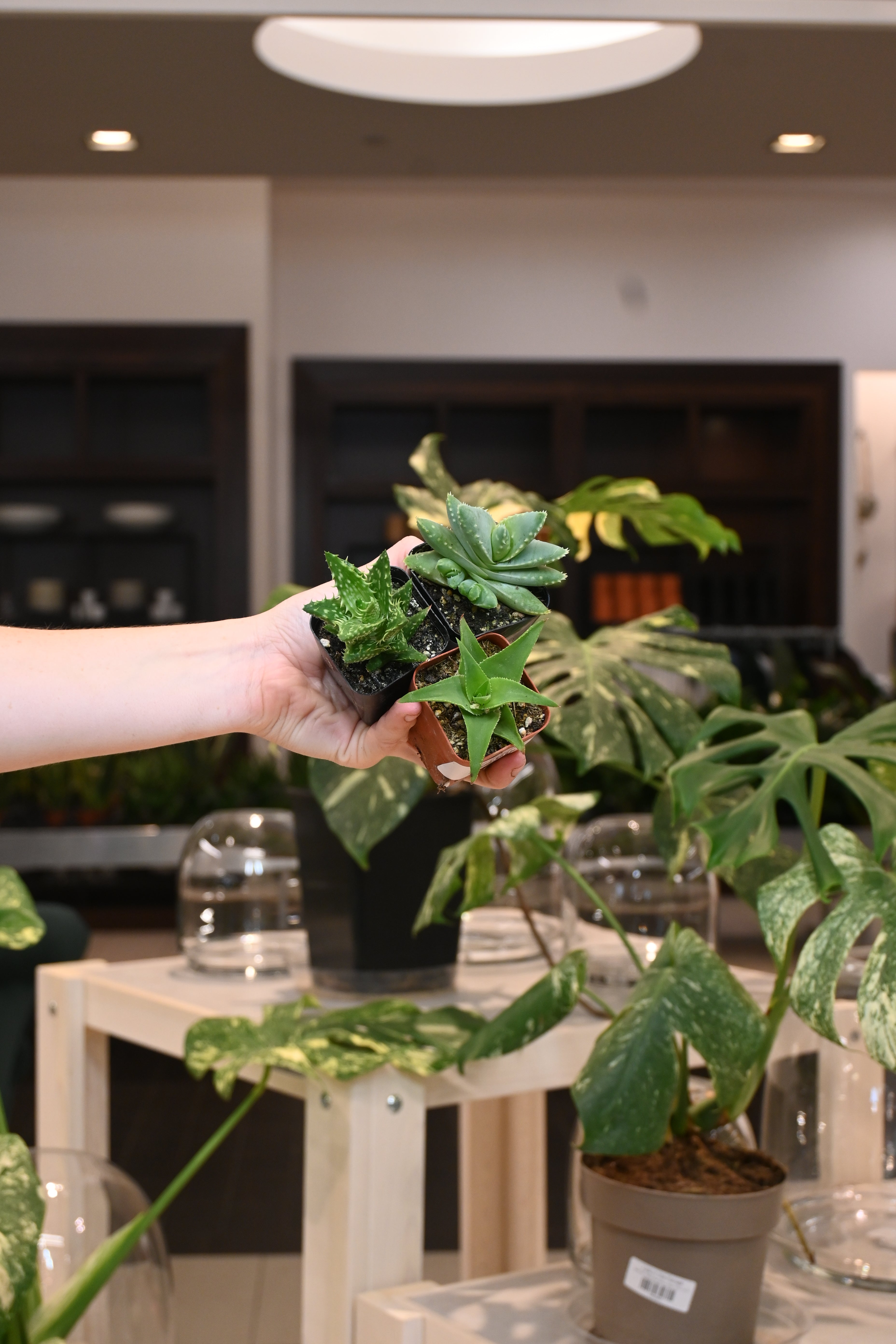 Sansevieria Assorted