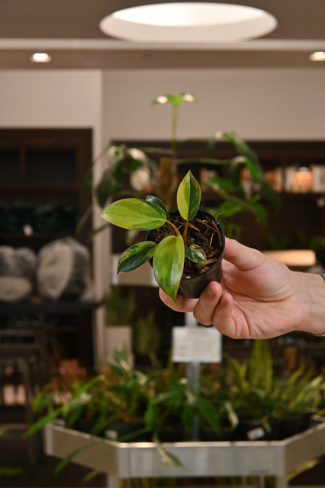 Philodendron Red Congo Variegated
