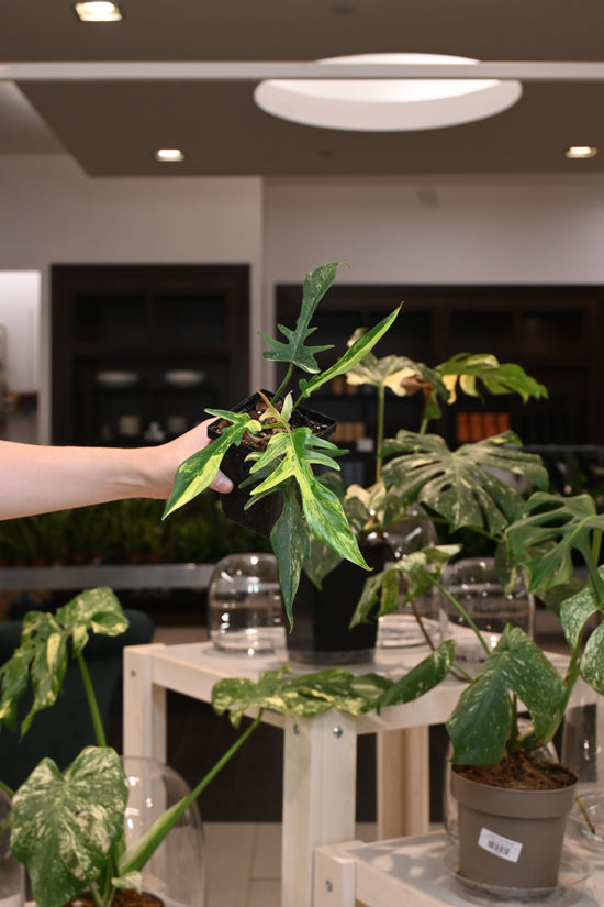Philodendron Florida Beauty X Tortum