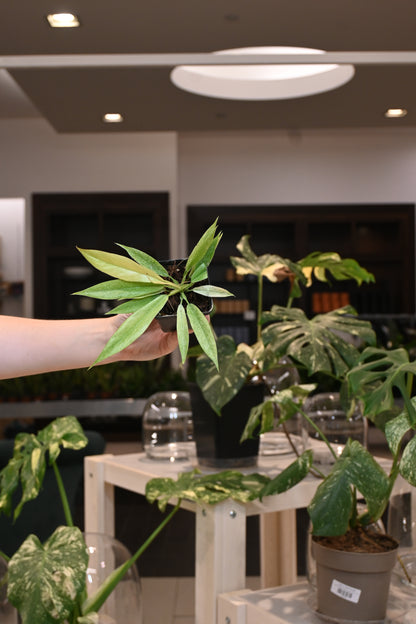 Philodendron Golden Crocodile Mint