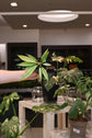 Philodendron Golden Crocodile Mint