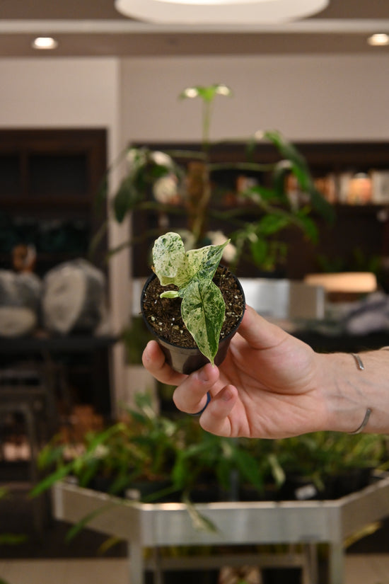 Alocasia Dragon Scale Mint