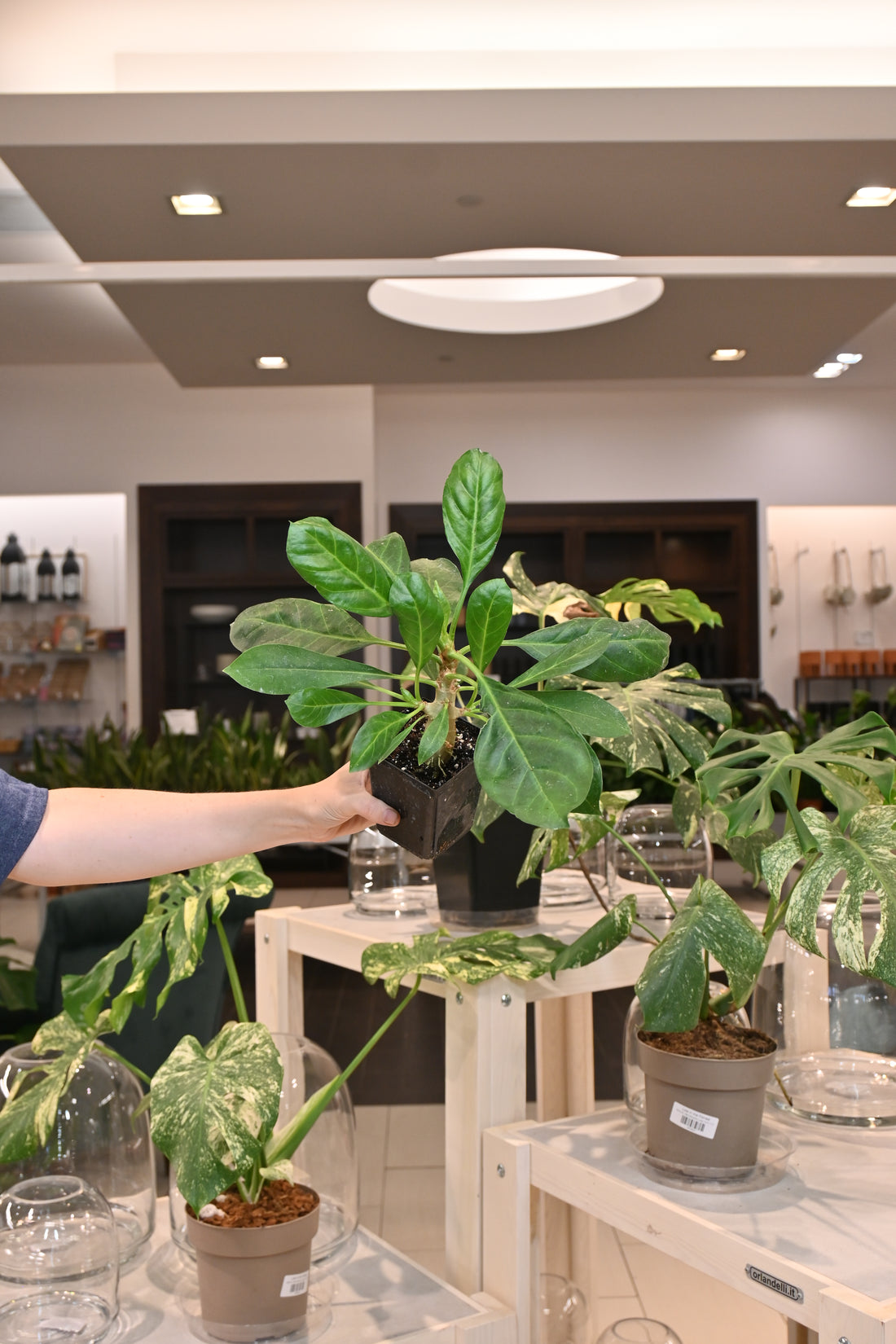 Myrmedcodia Tuberosa Papua