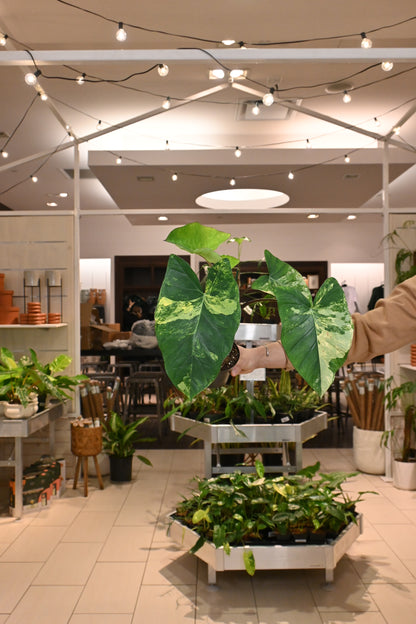 Xanthosoma Sagittifolium &