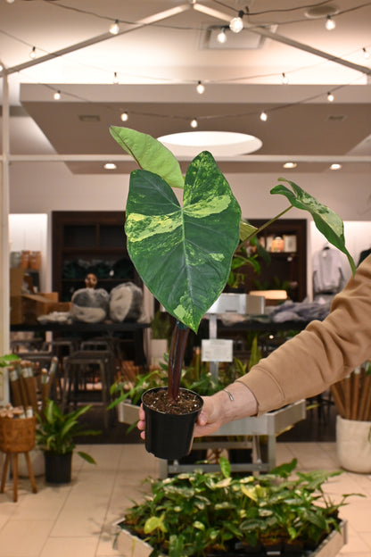 Xanthosoma Sagittifolium &