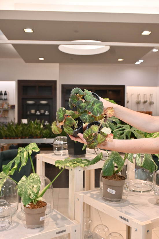 Begonia Soli Mutata Variegated