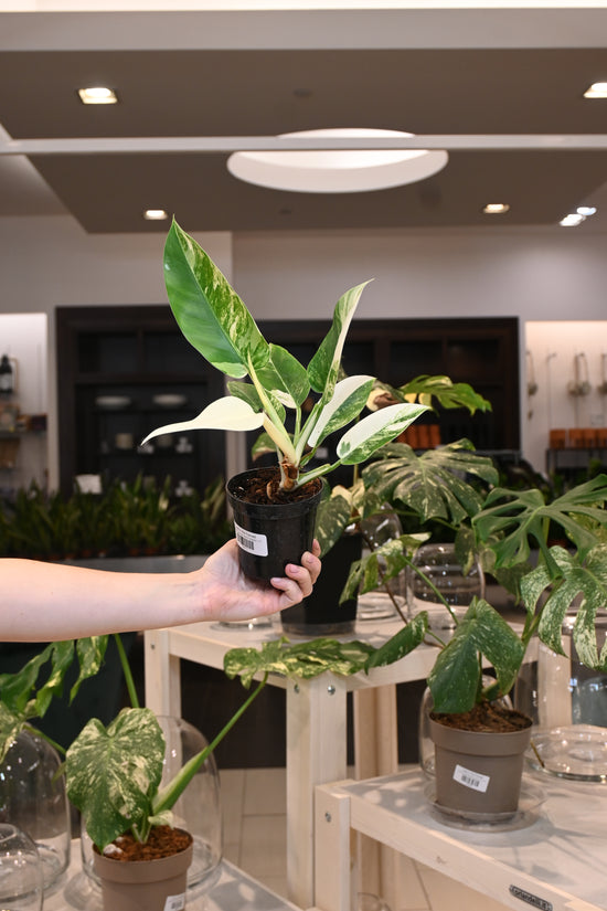 Philodendron Imperial Variegated