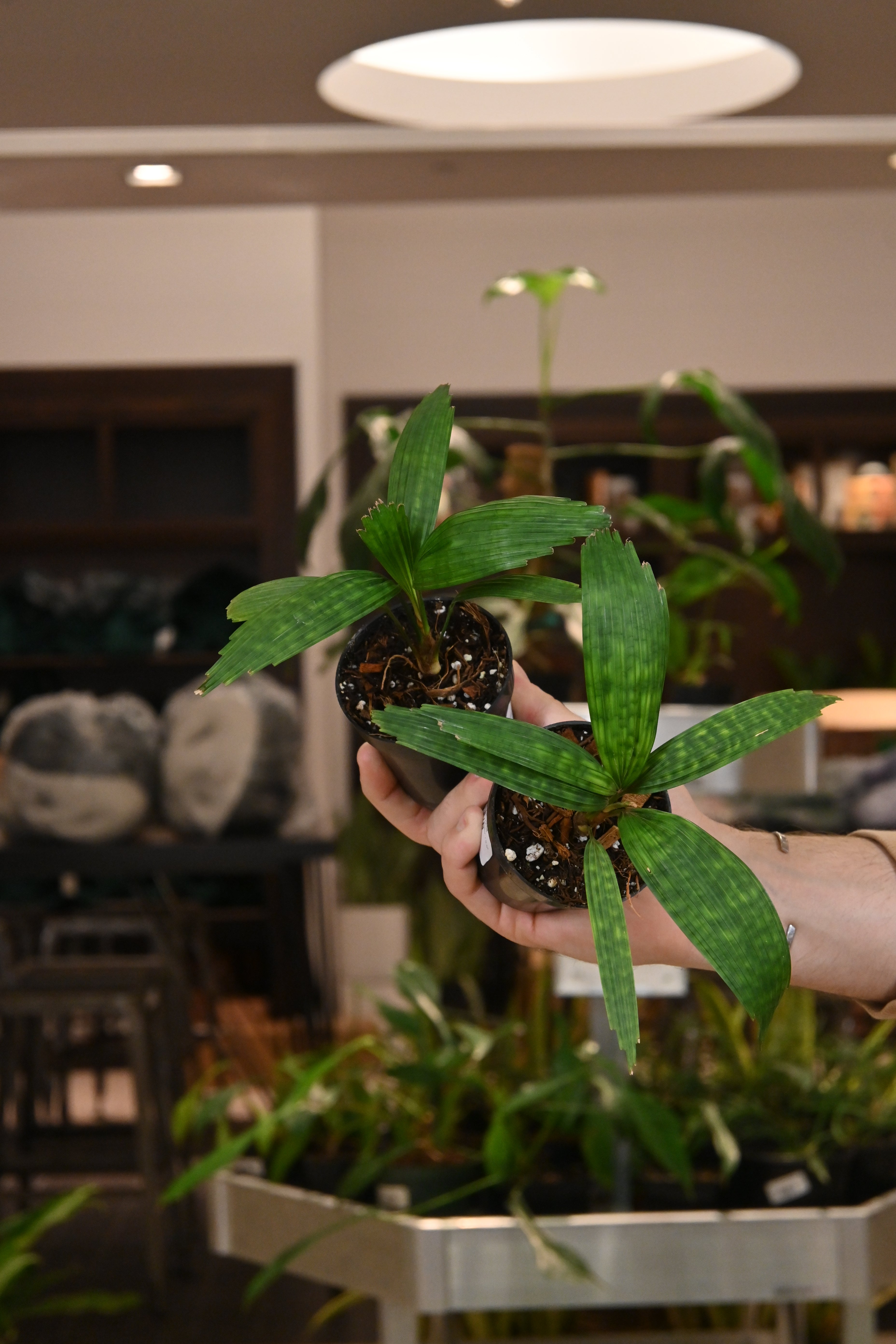 Licuala Mattanensis &