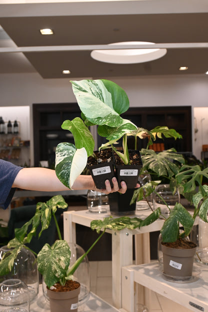 Monstera Albo