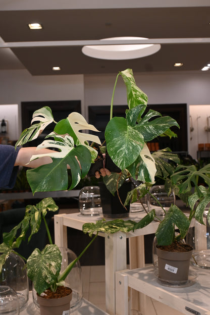 Monstera Albo