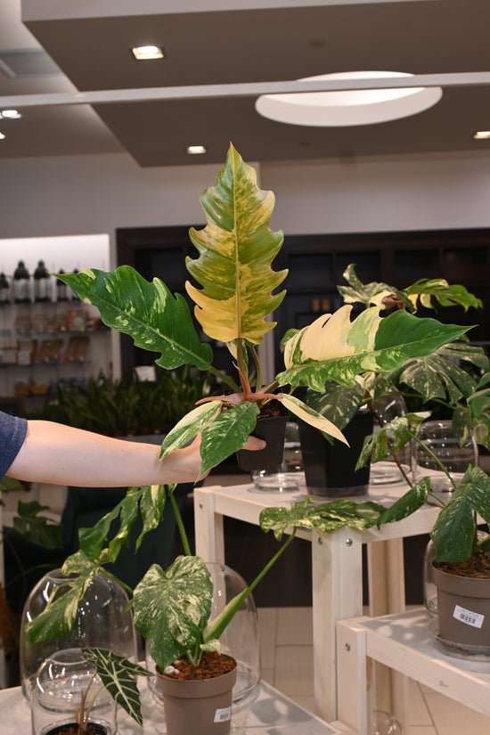 Philodendron Caramel Marble