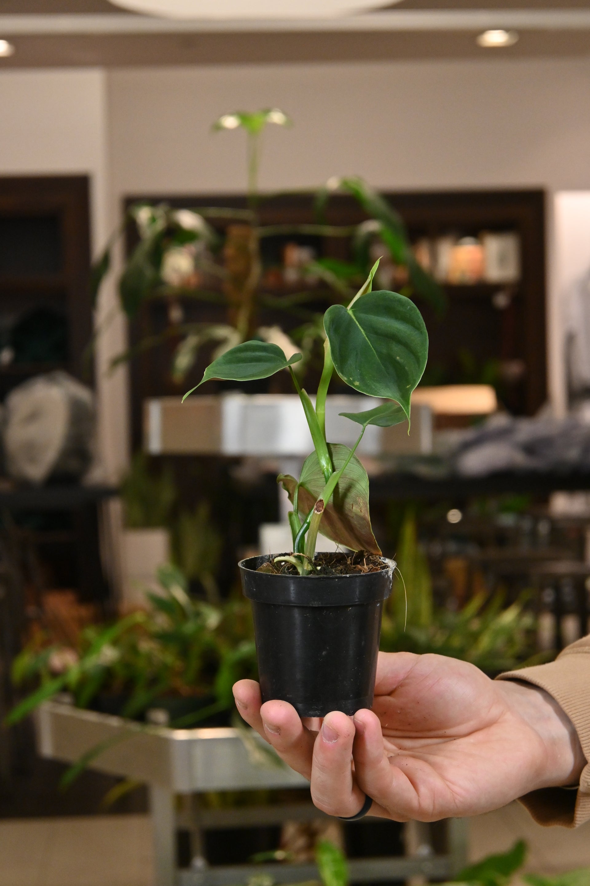 philodendron lupinum Philodendron Lupinum – Lost in the Forrest