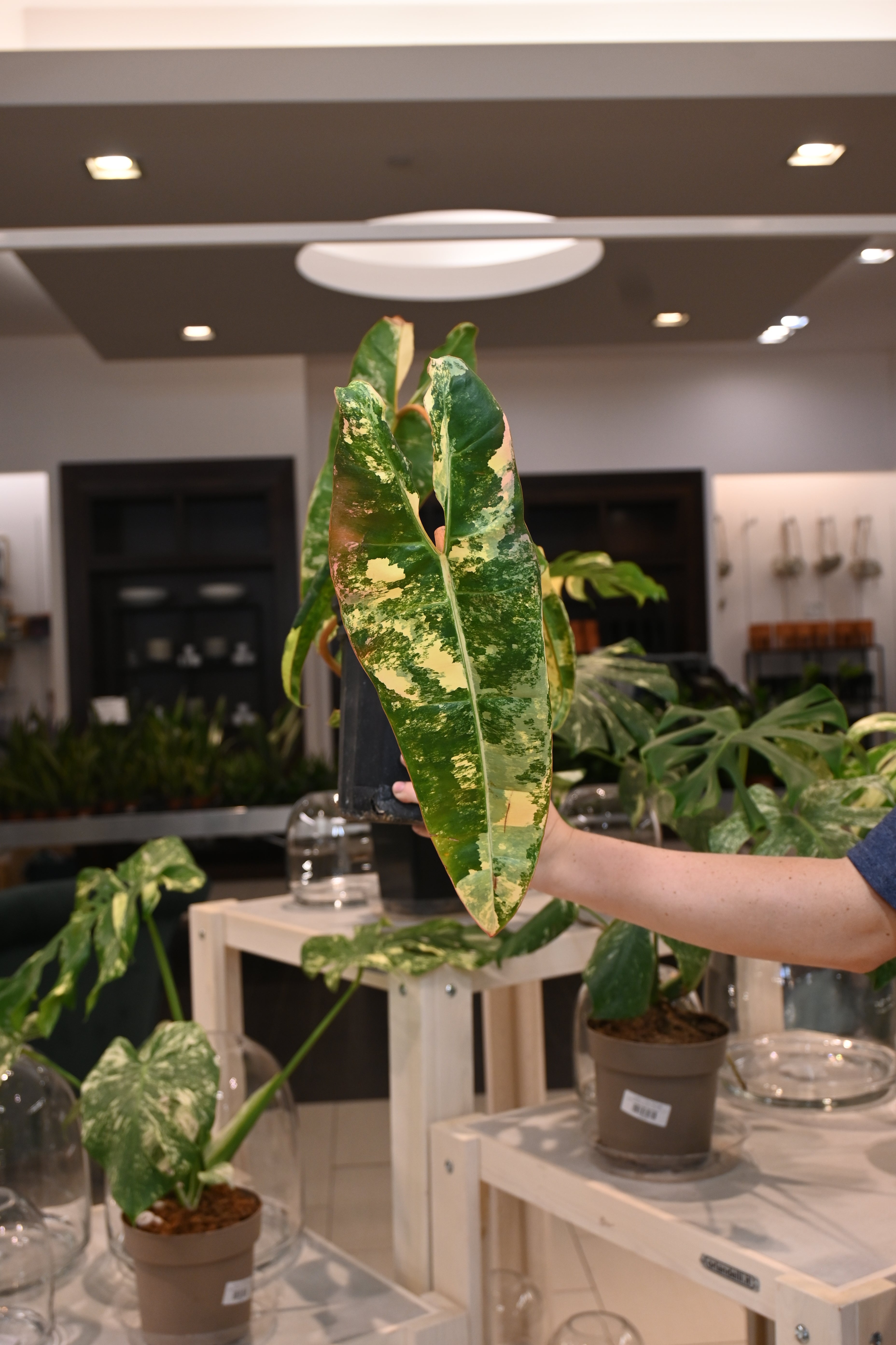 Philodendron Billietiae Variegated