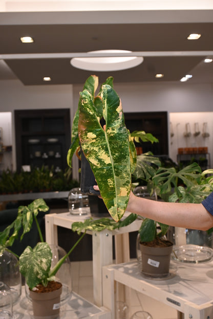 Philodendron Billietiae Variegated