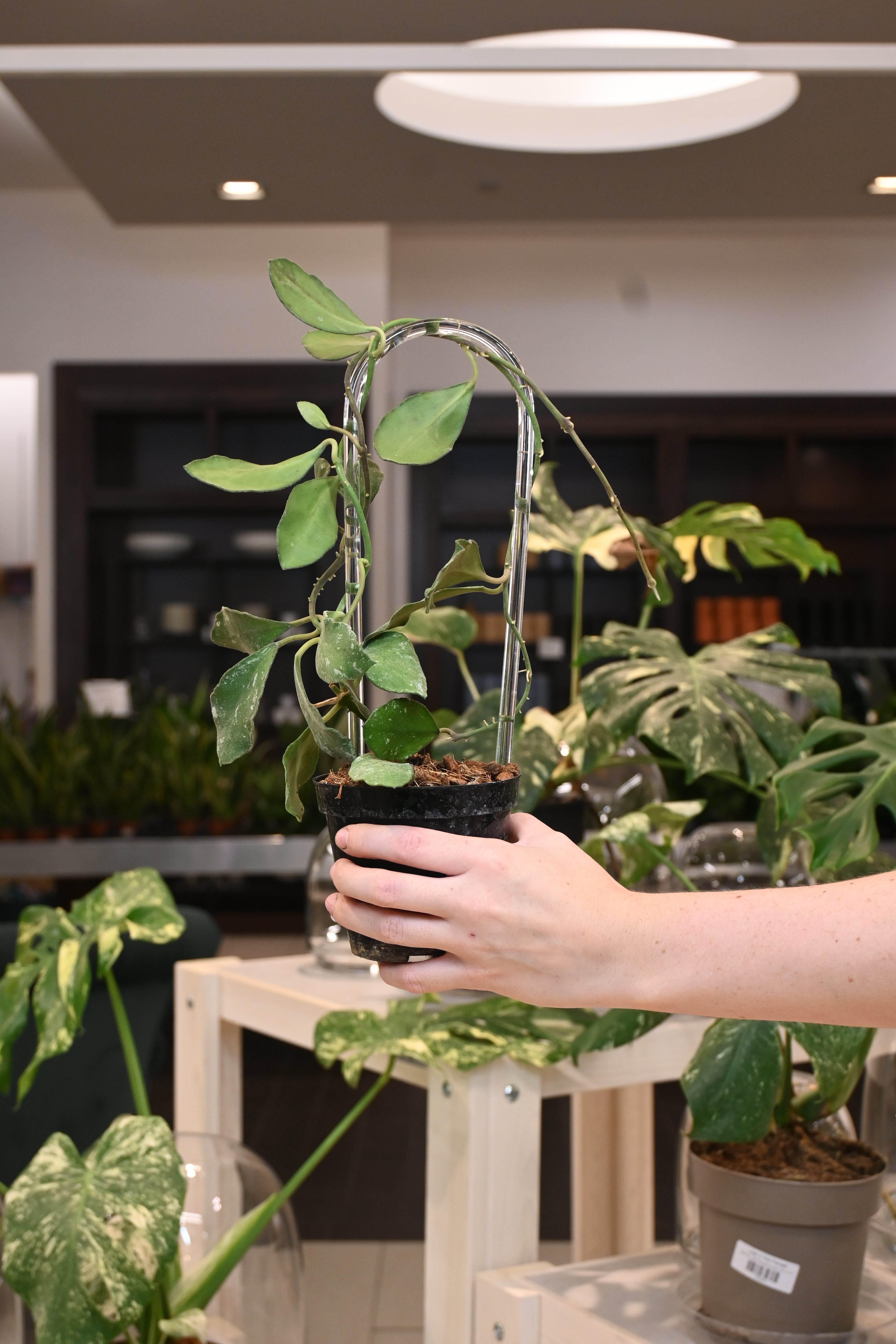 Hoya Waymaniae Borneo