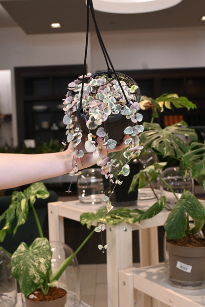 Variegated String of Hearts