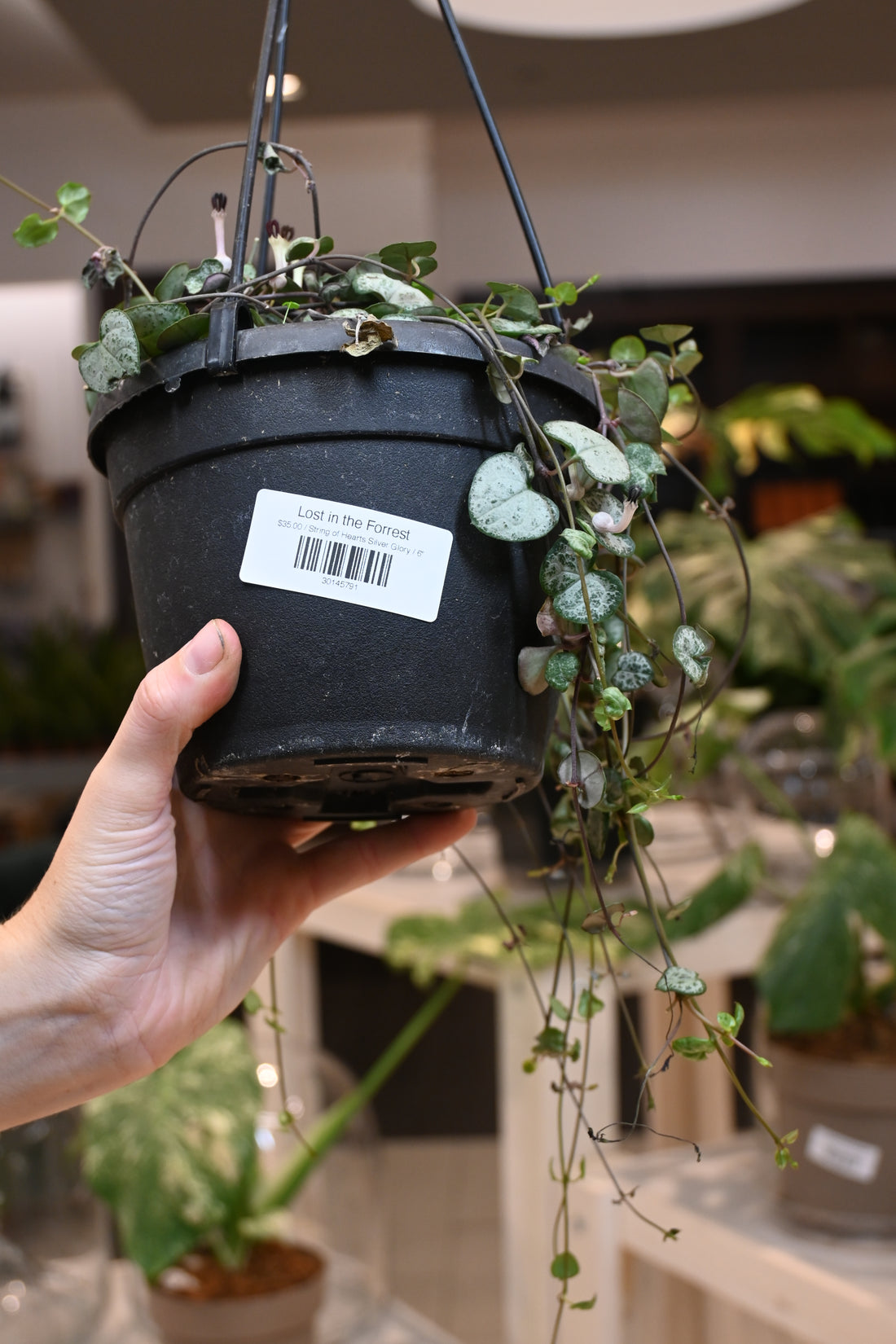 String of Hearts Silver Glory