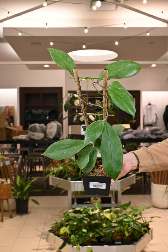 Hoya Vitellinoides